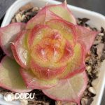 Echeveria Green Glow Jenny