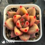 Echeveria Soul