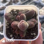 Crassula Columnella Clustering