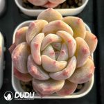 Echeveria Ice Soul Hybrid