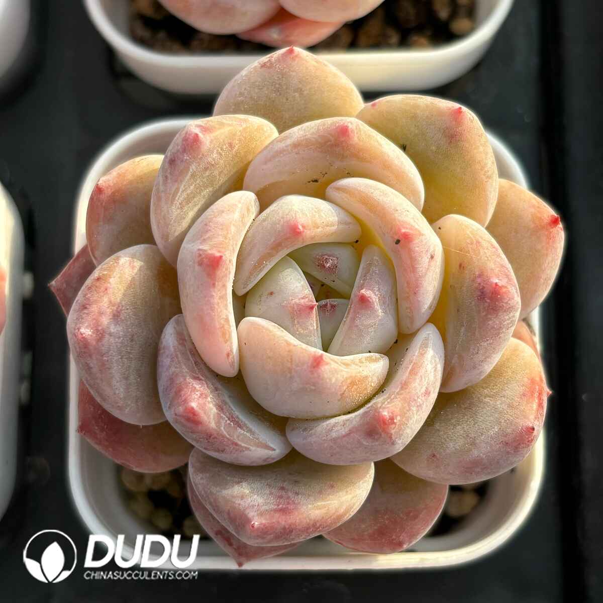 e201-30.jpg Echeveria Ice Soul Hybrid - Image 1