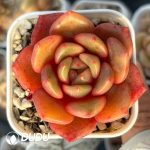 Echeveria Flower Bud