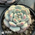 Echeveria Yu Furong Monstrose