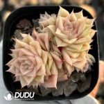 Echeveria Rose Wheat Straw Double head