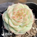 Echeveria Caramel Macchiato