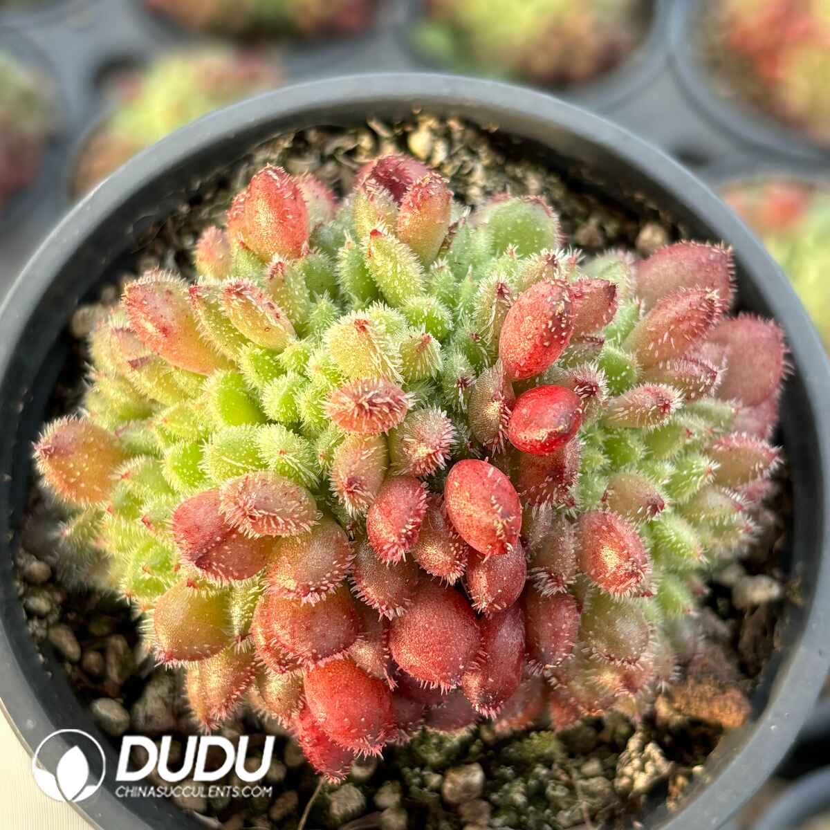 e201-37.jpg Echeveria Carol Cristata - Image 1