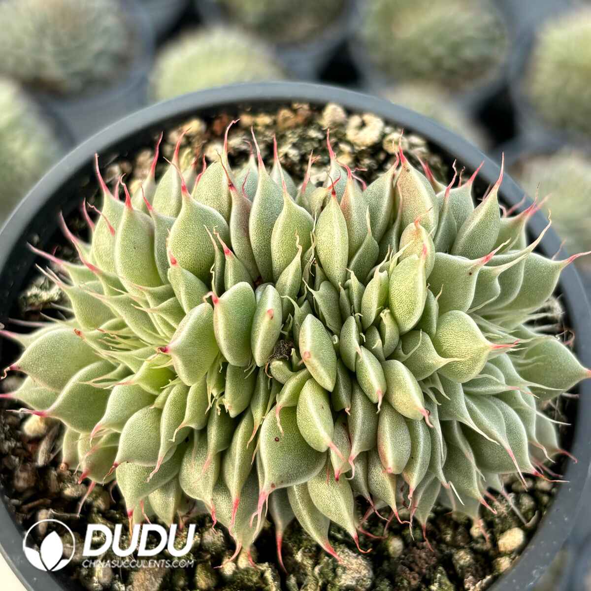 e201-38.jpg Graptoveria Silver Star Cristata - Image 1