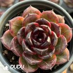 Echeveria Iceland Coffee