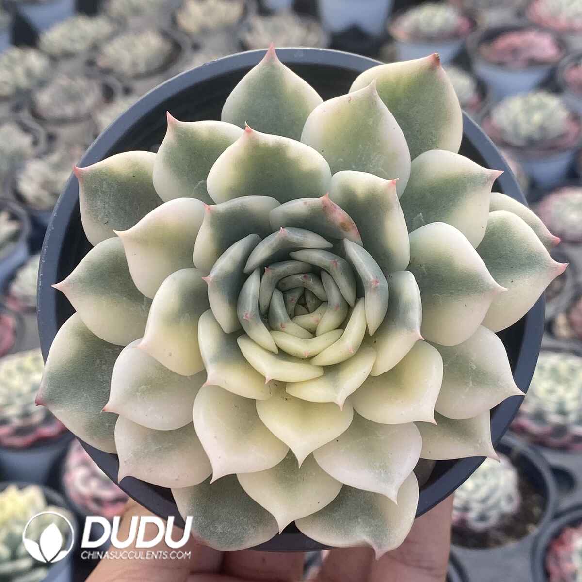 e201-4.jpg Echeveria Erika Variegated - Image 1