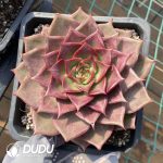 Echeveria Summer Beauty