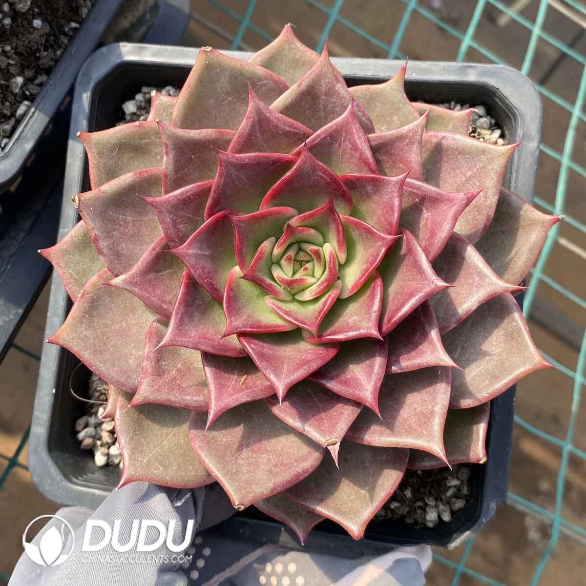 e201-40.jpg Echeveria Summer Beauty - Image 1