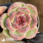 Echeveria Dark Plum