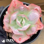 Echeveria Garden Cottage