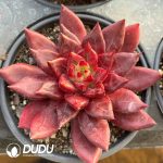 Echeveria Devil Soul
