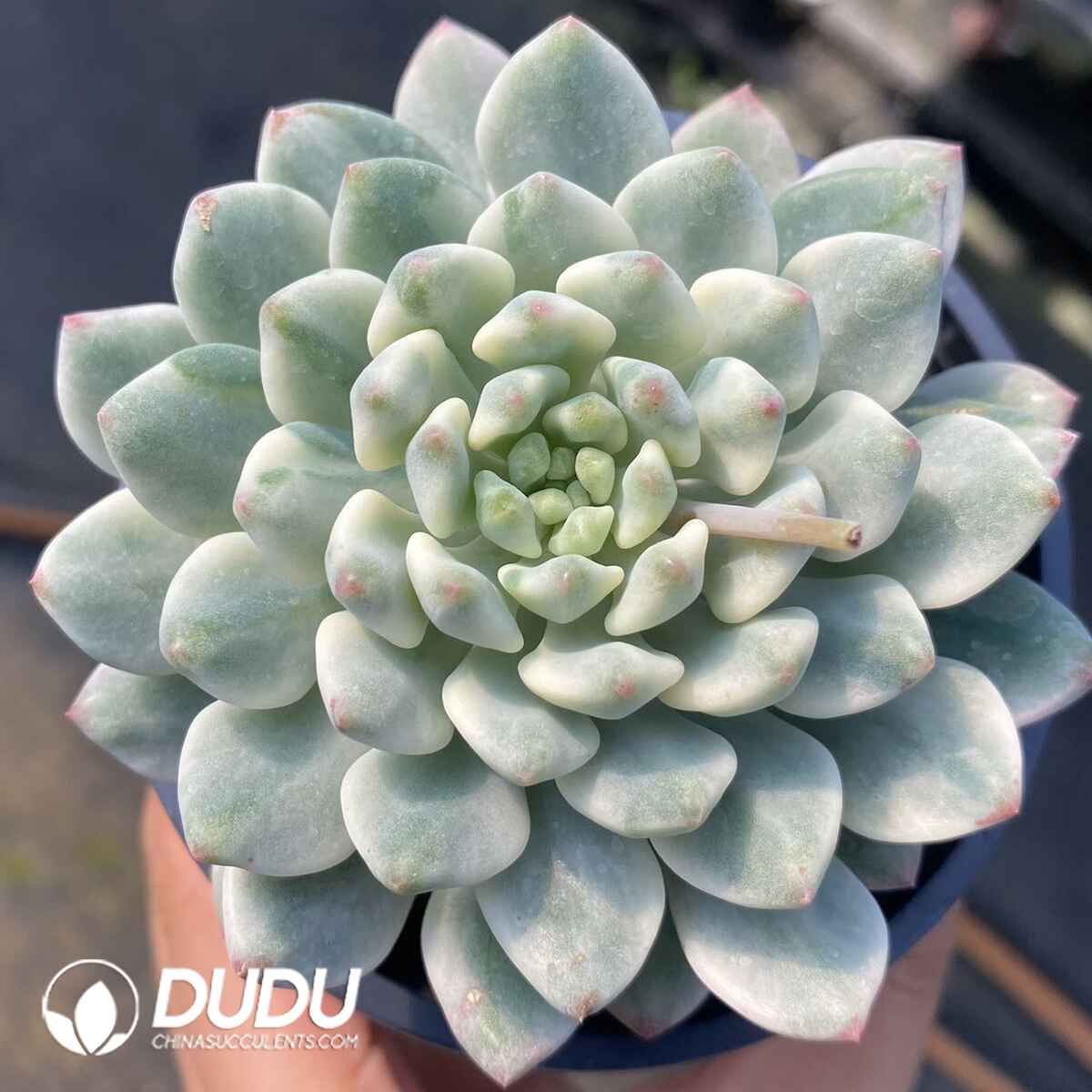 e201-44.jpg Echeveria Blue Apple Variegata - Image 1