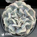 Echeveria Yunyao Fairy