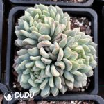 Echeveria Rock Sugar Mint Clustering