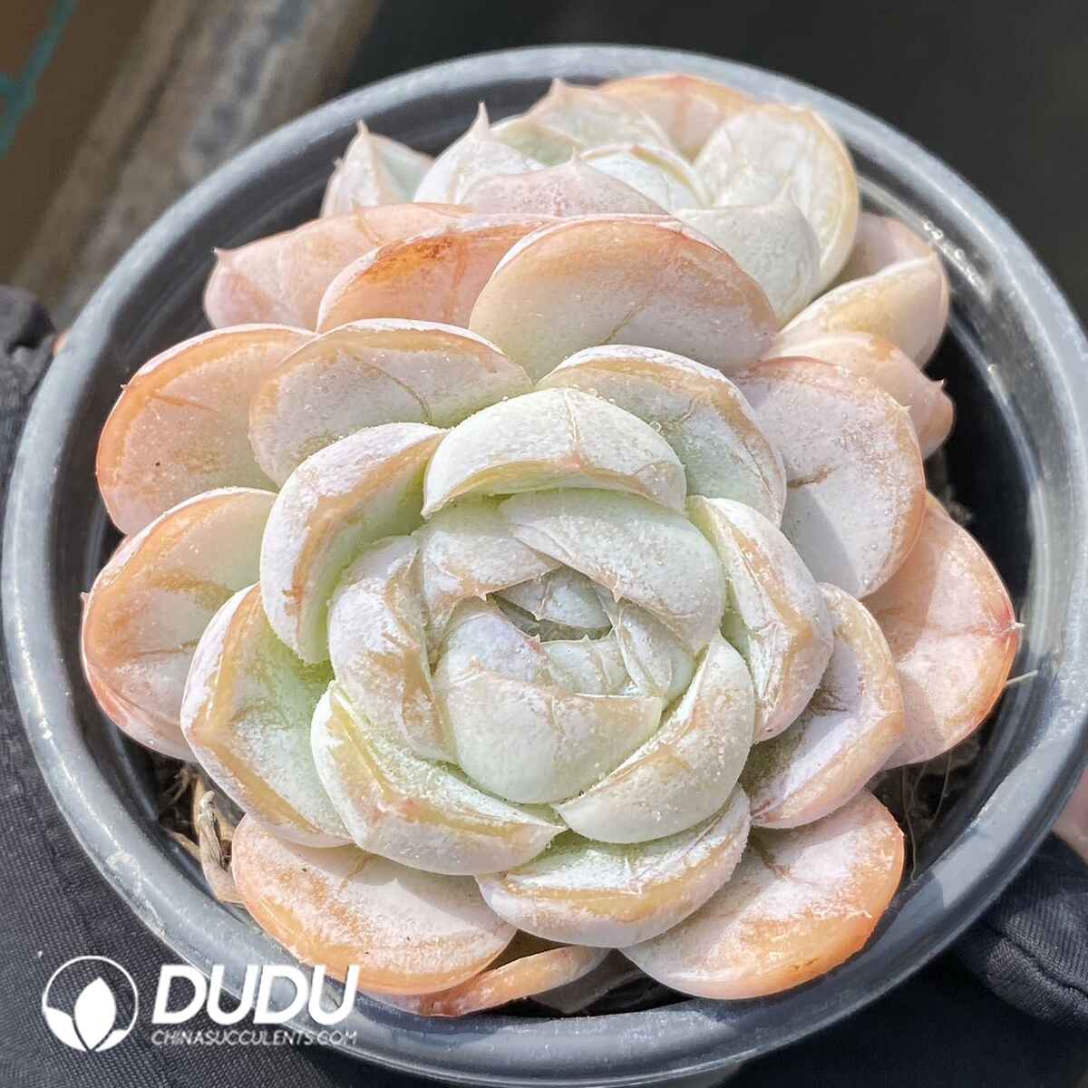 e201-47.jpg Echeveria Macchiato - Image 1