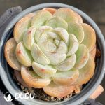 Echeveria Macchiato Double head