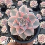 Graptopetalum Purple Delight Variegated