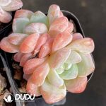 Echeveria Frost Flower Double Head
