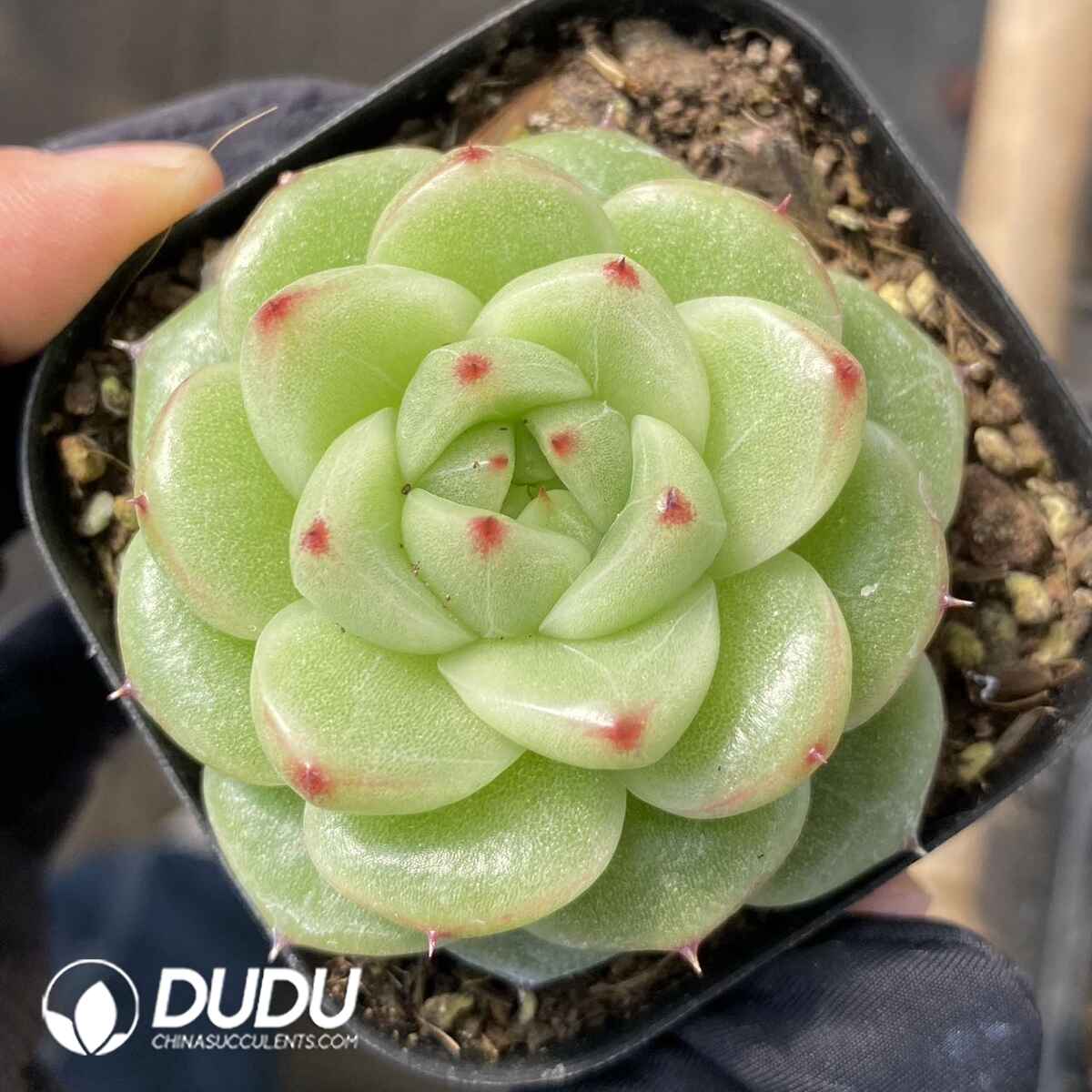 e201-51.jpg Echeveria M126 - Image 1