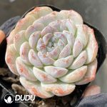 Echeveria Cappuccino