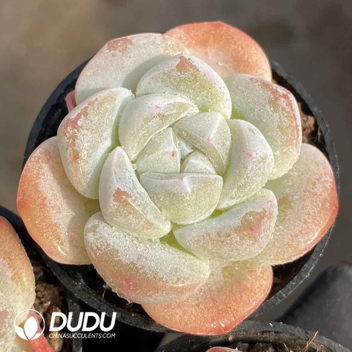 e201-53.jpg Echeveria Ice Jade - Image 1