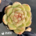 Echeveria Blue Water Ghost