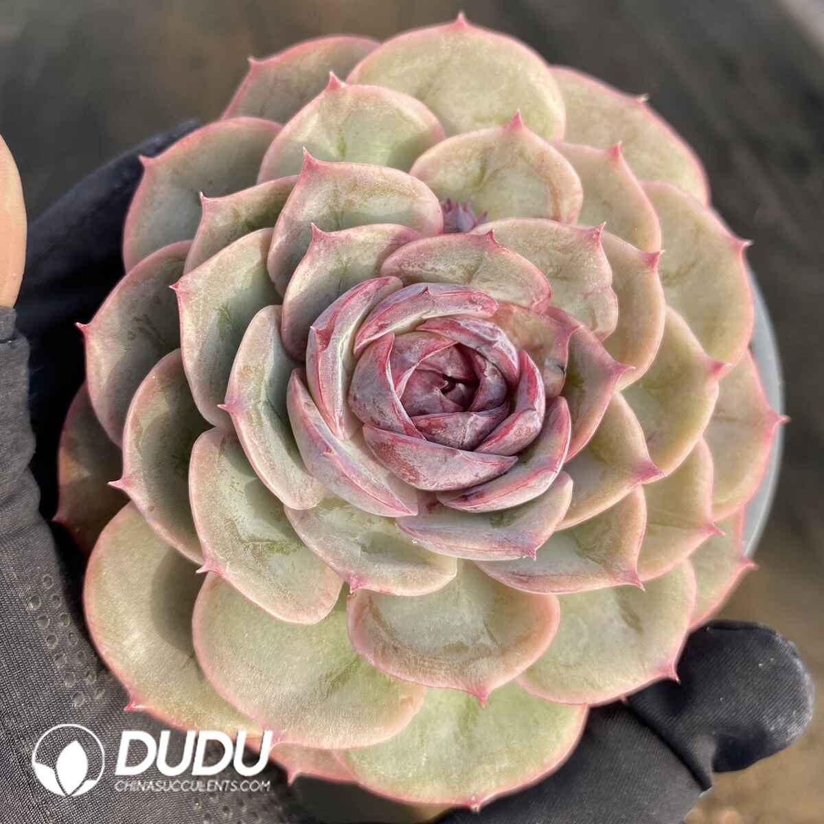 e201-55.jpg Echeveria Candy Heart Ansno - Image 1