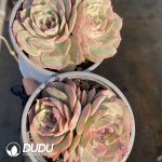 Echeveria Candy Heart Ansno Double head