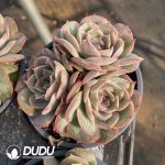 Echeveria Candy Heart Ansno Clustering