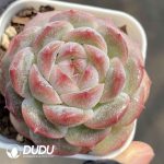 Echeveria 22QS-1008