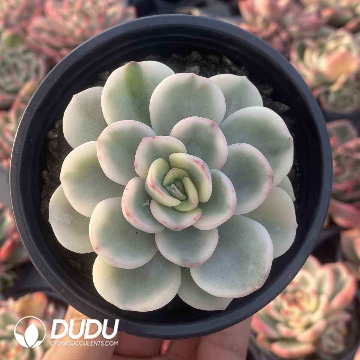 e201-6.jpg Echeveria Friendship Variegated - Image 1