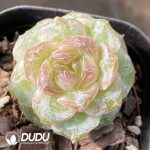 Echeveria Candy Heart S40