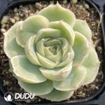 Echeveria Shrimp Dumpling