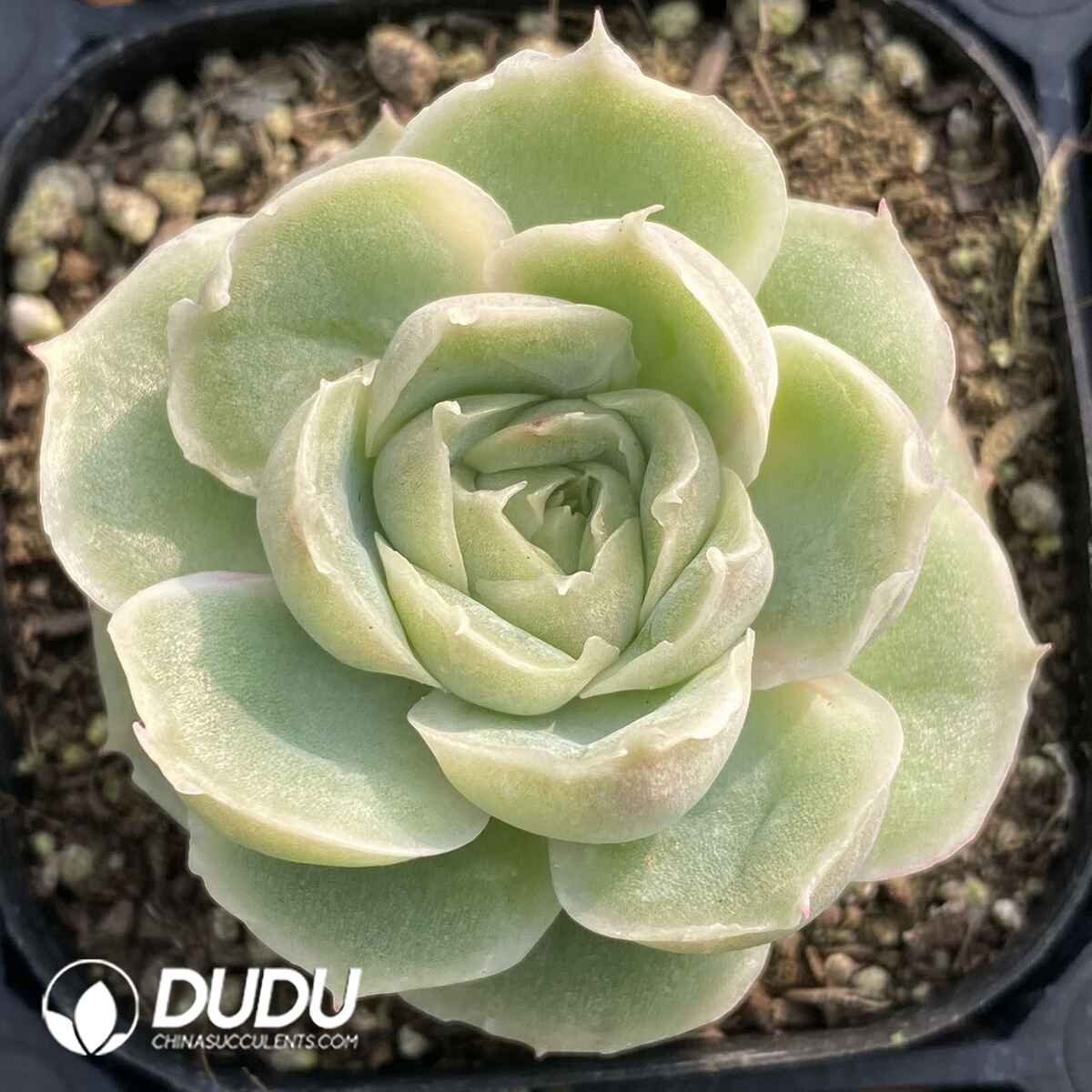 e201-61.jpg Echeveria Shrimp Dumpling - Image 1