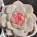 Echeveria 22YS-1008