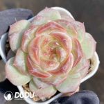 Echeveria Sweet Tea