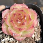 Echeveria Yuhui Jenny