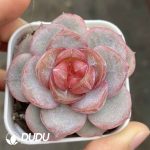 Echeveria Sugar Heart F18