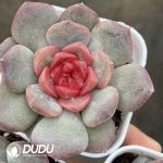 Echeveria Sugar Heart 7003