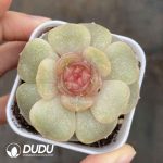 Echeveria Sugar Heart 6026