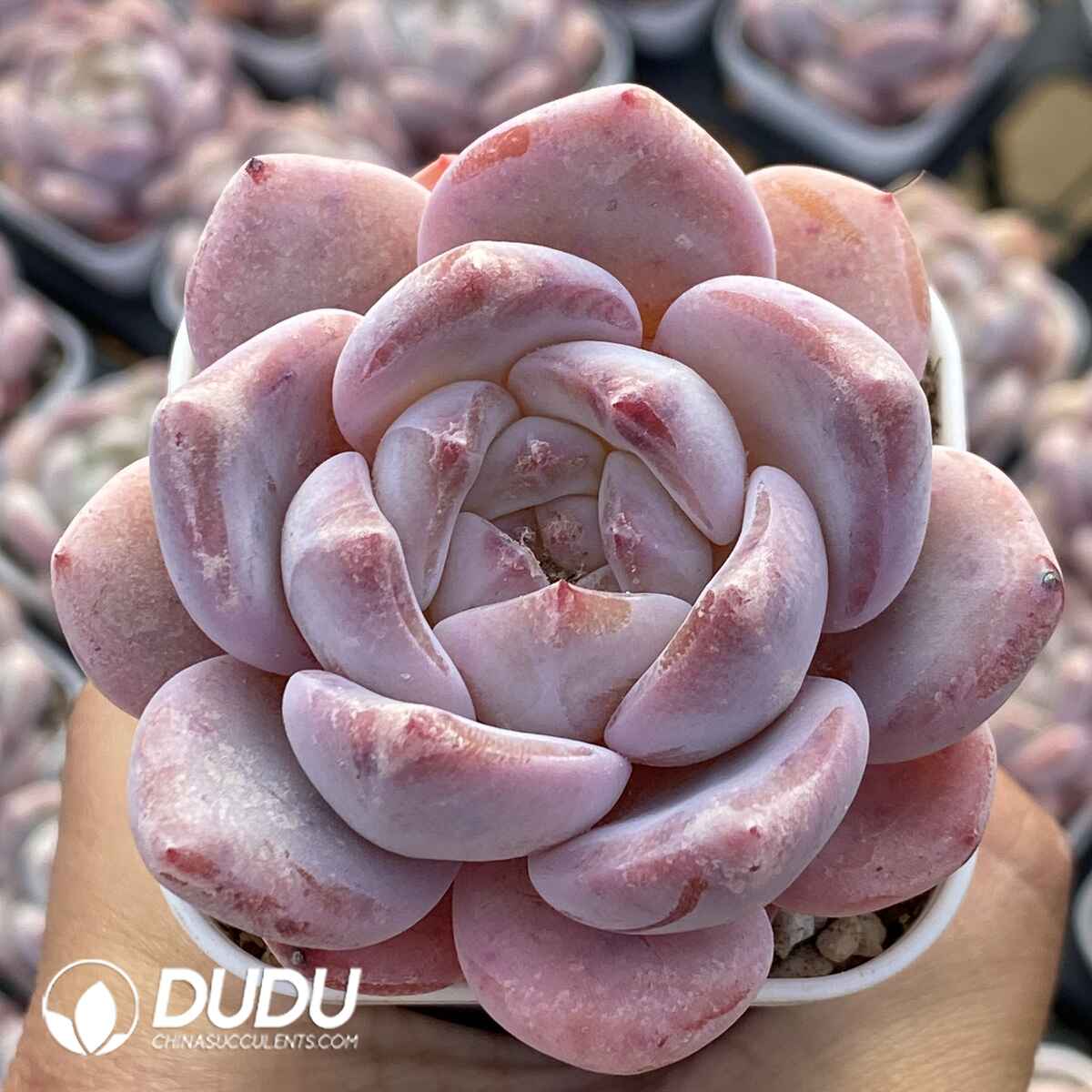 e201-7.jpg Pachyveria Perfume Milk - Image 1