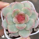 Echeveria Sugar Heart 6024