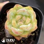 Echeveria Stars Jenny