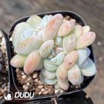 Echeveria Snow Porcelain