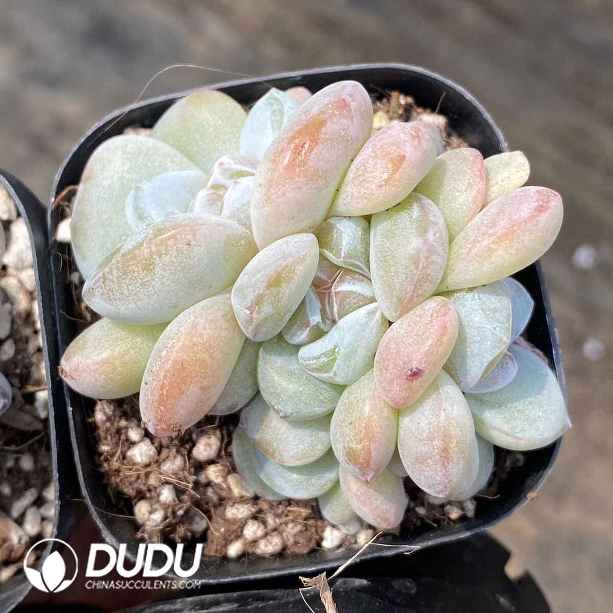 e201-74.jpg Echeveria Snow Porcelain - Image 1