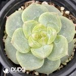 Echeveria Green Bodhi
