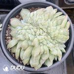 Echeveria Sugar Heart Cristata